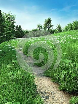 Path through a daisy meadow