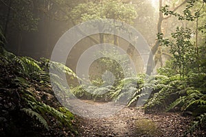 path through a dark forest.