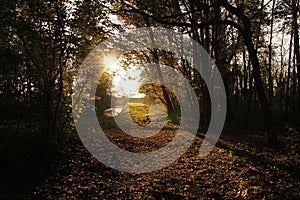 A path in a dark forest in autumn with a big bright sun
