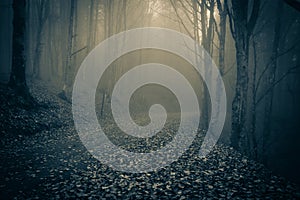 Path through a dark forest in the national park of Foreste Casentinesi