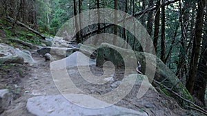 A path in a dark forest between stones and trees in the mountains.