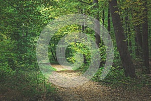 A path through a dark forest, a view on an October cloudy day