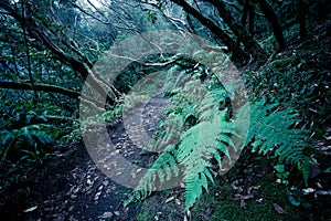 path through a dark forest. woodland landscape