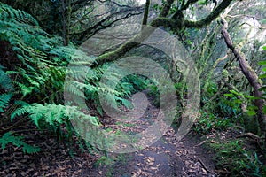 path through a dark forest. woodland landscape