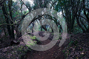 path through a dark forest. woodland landscape