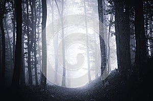 Path through dark moody forest with fog photo