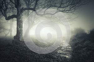 Path in dark and scary forest