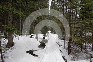 Path in the dark snow forest, Jeseniky