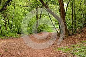 path in a deciduous forest