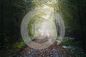 Path through a deciduous forest with the first rays of sunshine on a misty morning in autumn, scenic landscape in North Germany,