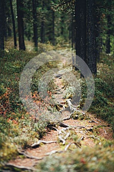 A path in a deep conifer woods
