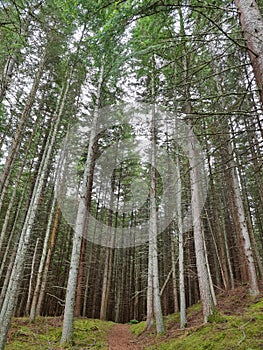 Path into the deep, dark forest