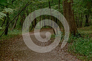 Path in the deep forest. Deep dark forest