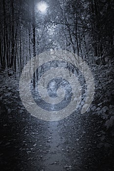 Path in the deep forest.