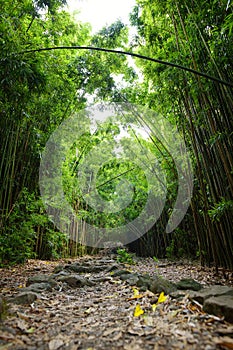 Path through dense bamboo forest, leading to famous Waimoku Falls. Popular Pipiwai trail in Haleakala National Park on Maui, Hawai