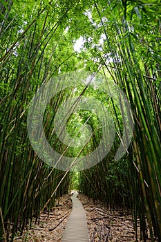 Path through dense bamboo forest, leading to famous Waimoku Falls. Popular Pipiwai trail in Haleakala National Park on Maui, Hawai