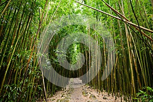 Path through dense bamboo forest, leading to famous Waimoku Falls. Popular Pipiwai trail in Haleakala National Park on Maui, Hawai