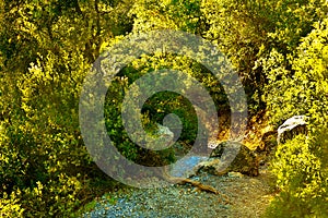 Path in a dense forest in the mountains