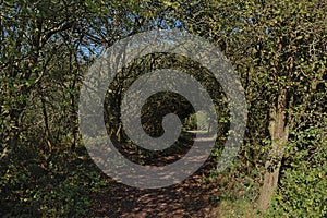 Path through dense shrubs in the forest