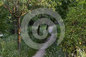 Path. Dirt and sand road surrounded by green vegetation. Gray mold Botrytis cinerea on tree trunks.