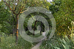 Path. Dirt and sand road surrounded by green vegetation. Gray mold Botrytis cinerea on tree trunks.