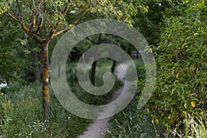 Path. Dirt and sand road surrounded by green vegetation. Gray mold Botrytis cinerea on tree trunks. photo