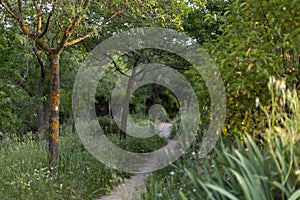 Path. Dirt and sand road surrounded by green vegetation. Gray mold Botrytis cinerea on tree trunks. photo