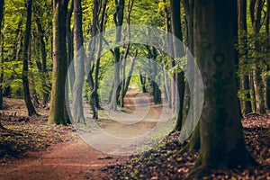 Path with Dirth in middle of wooden forrest, surrounded by green bushes leaves