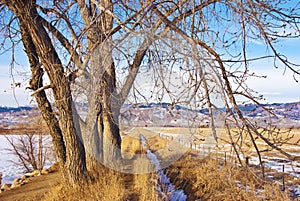 Path and Ditch Beneath a Tall Bare Tree photo