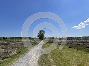 Path through Drents-Friese Wold National Park