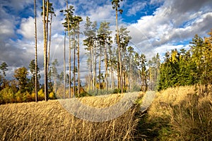 Path through dry tall grass, pine trees, colorful autumn forest, blue sky with clouds