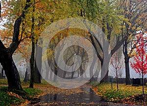 Path through early autumn forest on a foggy, rainy day