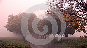 Path through early autumn forest on a foggy, rainy day