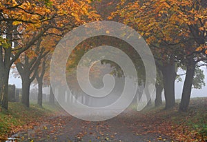 Path through early autumn forest on a foggy, rainy day