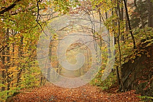 Path through early autumn forest in misty weather