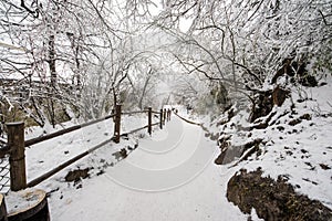 Path in the Emei Mountain in winter