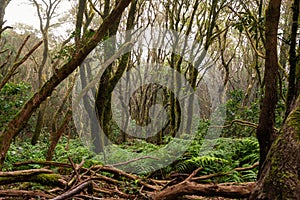 The path of the enchanted forest, tenerife island