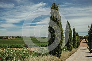 Path encircled by poplars and vines in a vineyard