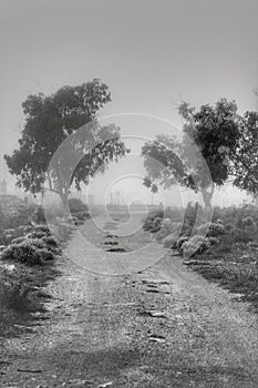 Path and Eucalyptus forest covered by fog in the morning