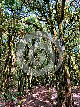 Path in evergreen forest in Garajonay national park. Forest trees. Leafy nature and landscape