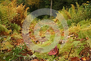 Path through fall ferns