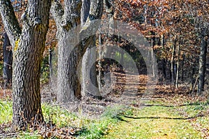 Path Through Fall Woods