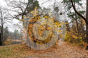 Path with fallen leaves in Pushcha-Voditsky park. The concept of autumn landscapes. Selective focus, horizontal photo.