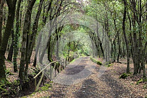 Path with fence in the holm oak woods of Etna Park photo