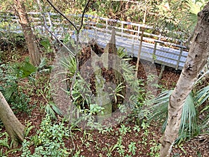 path in Fern Forest Nature Center