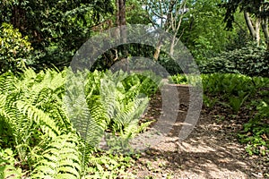 Path with fern plants in the wood