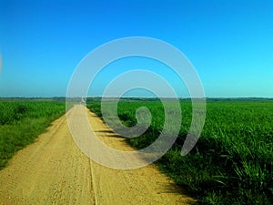 Path through the field