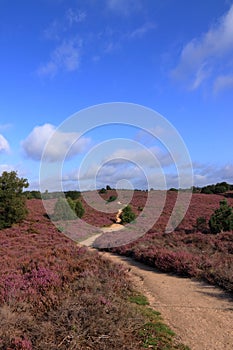 Path through field of purple coloured blooming heather