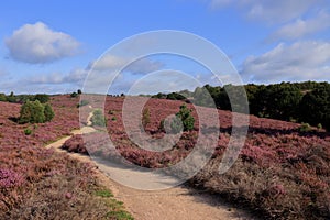 Path through a field of purple coloured blooming heather