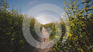 A path in a field of rapeseed on a spring day.